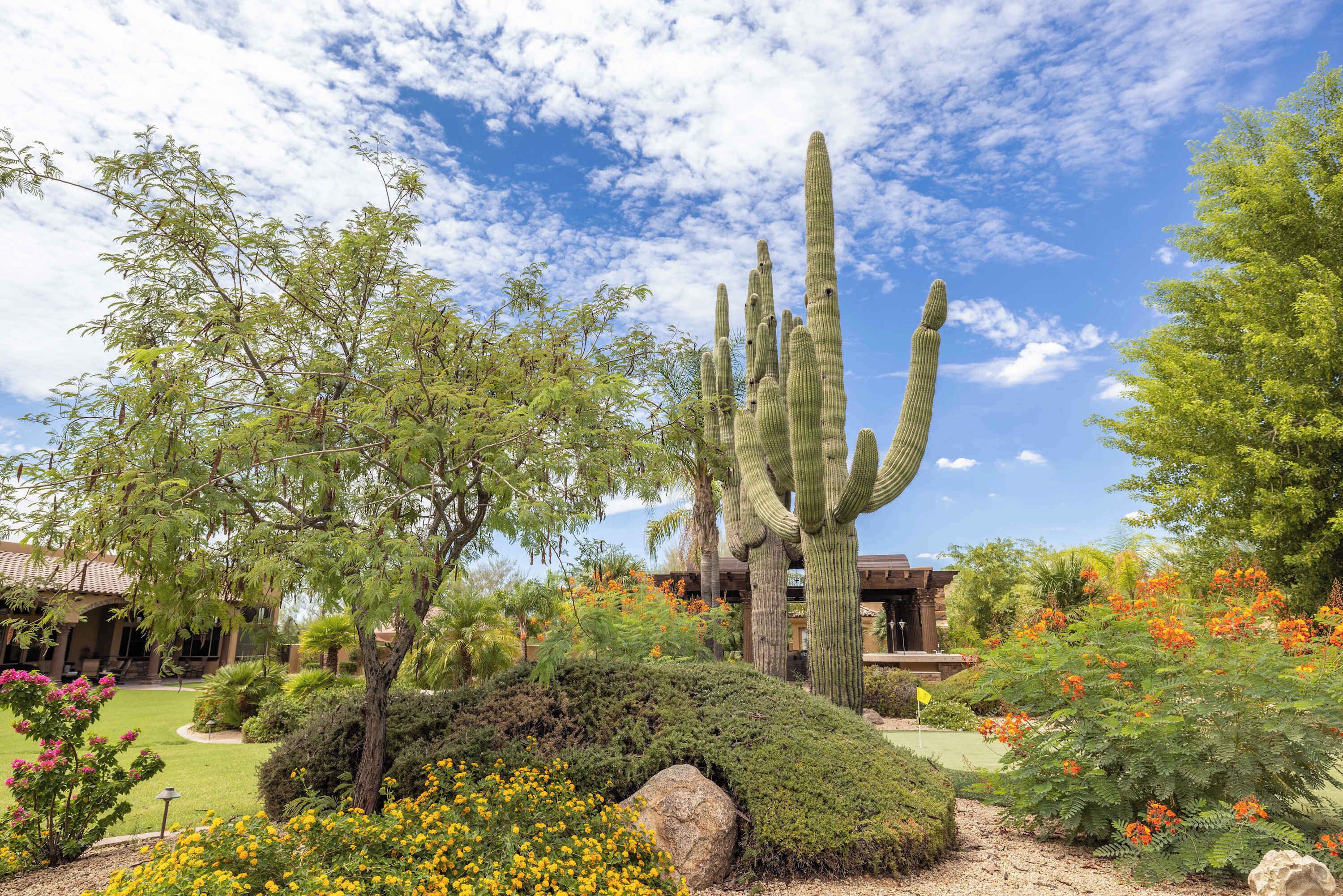A desert garden with cacti, flowering plants, and a building with a tiled roof.
