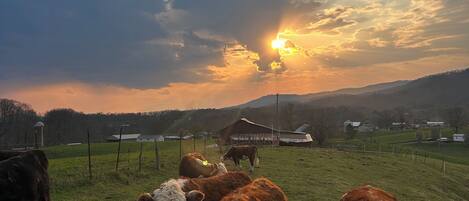 Un campo cubierto de hierba con vacas y un granero al fondo.