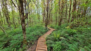 A wooden boardwalk through a dense forest with ferns and trees.