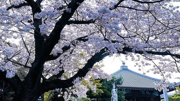 A traditional Japanese building with a tiled roof, surrounded by cherry blossom trees. - Guesthouse Riad Camellia (Mitoyo)