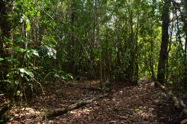 A forested area with a dirt path.