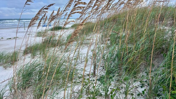 A beach with sand dunes and tall grasses.