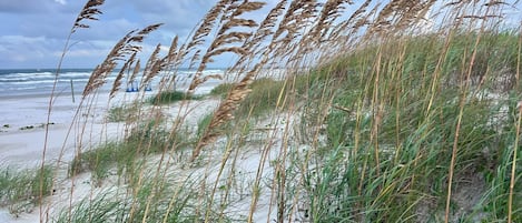 A beach with sand dunes and tall grasses.