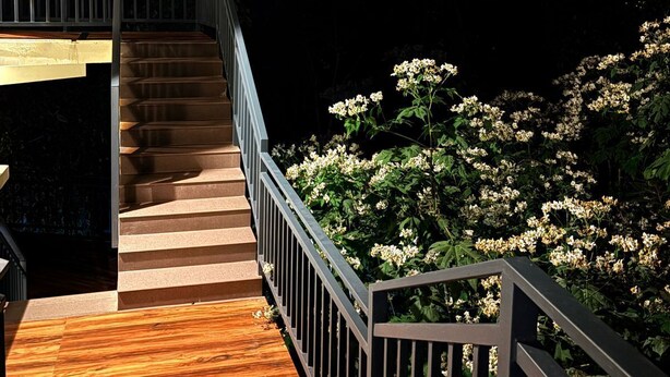 A wooden staircase with a railing leading to a deck area, surrounded by foliage. - Ameya Coorg (Madikeri)