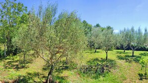 Paesaggio con alberi e cielo sereno.