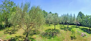 A landscape with trees and a clear sky. - Green retreat in Gornji Picudo (Umag)