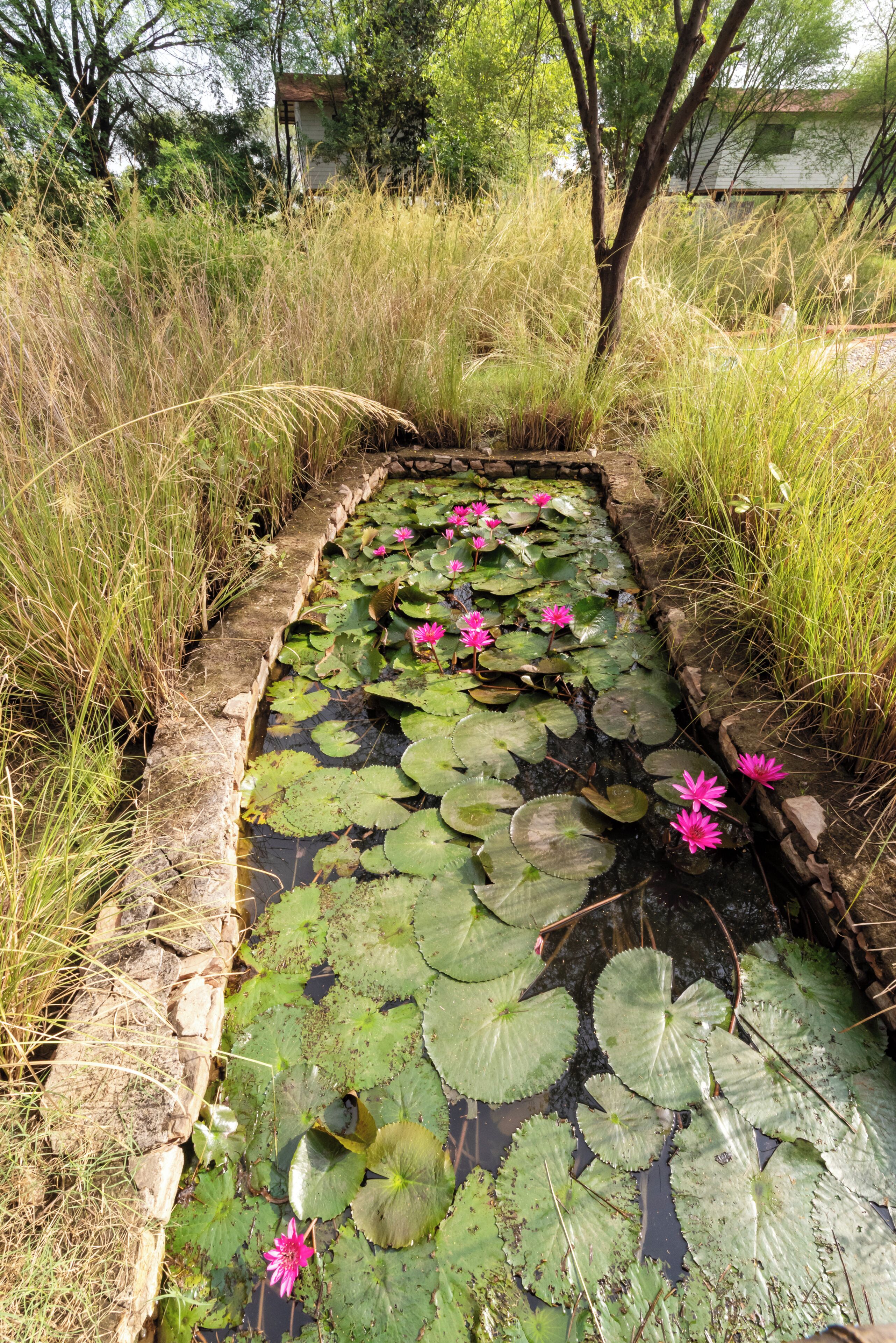 A pond with water lilies and a stone border.