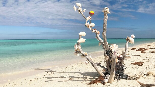 Ein Strand mit einem Baum, verziert mit Muscheln und einem gelben Ball.