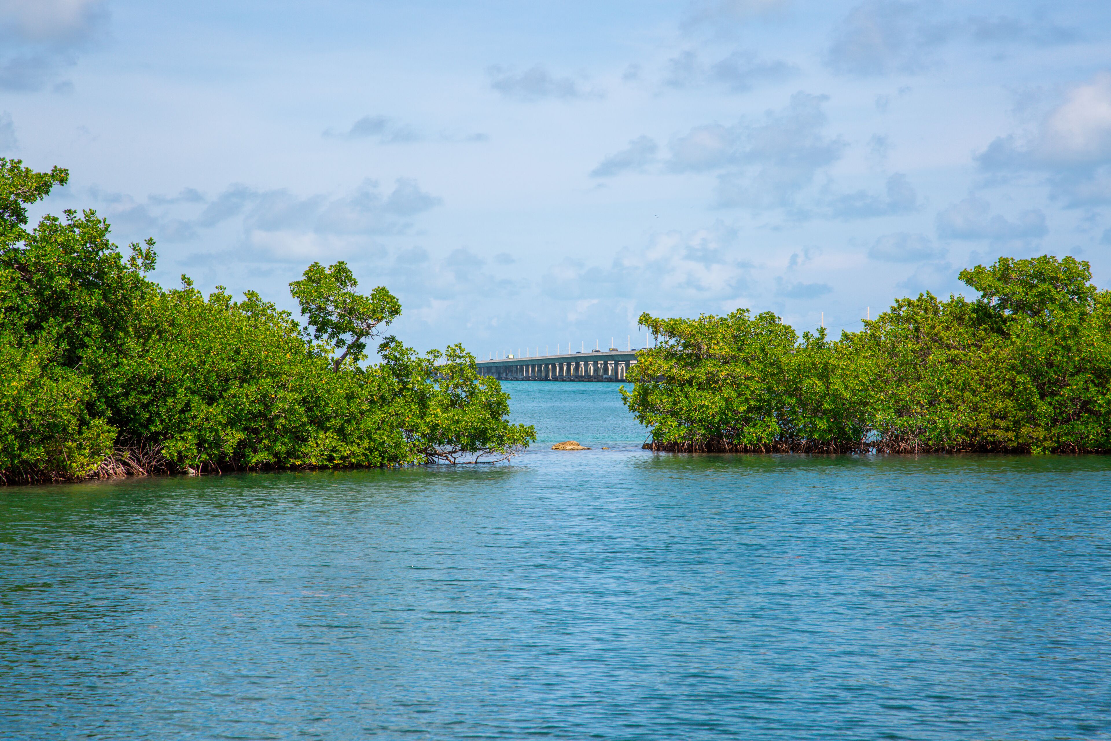 A view of a water body with dense green foliage on both sides and a bridge in the distance.