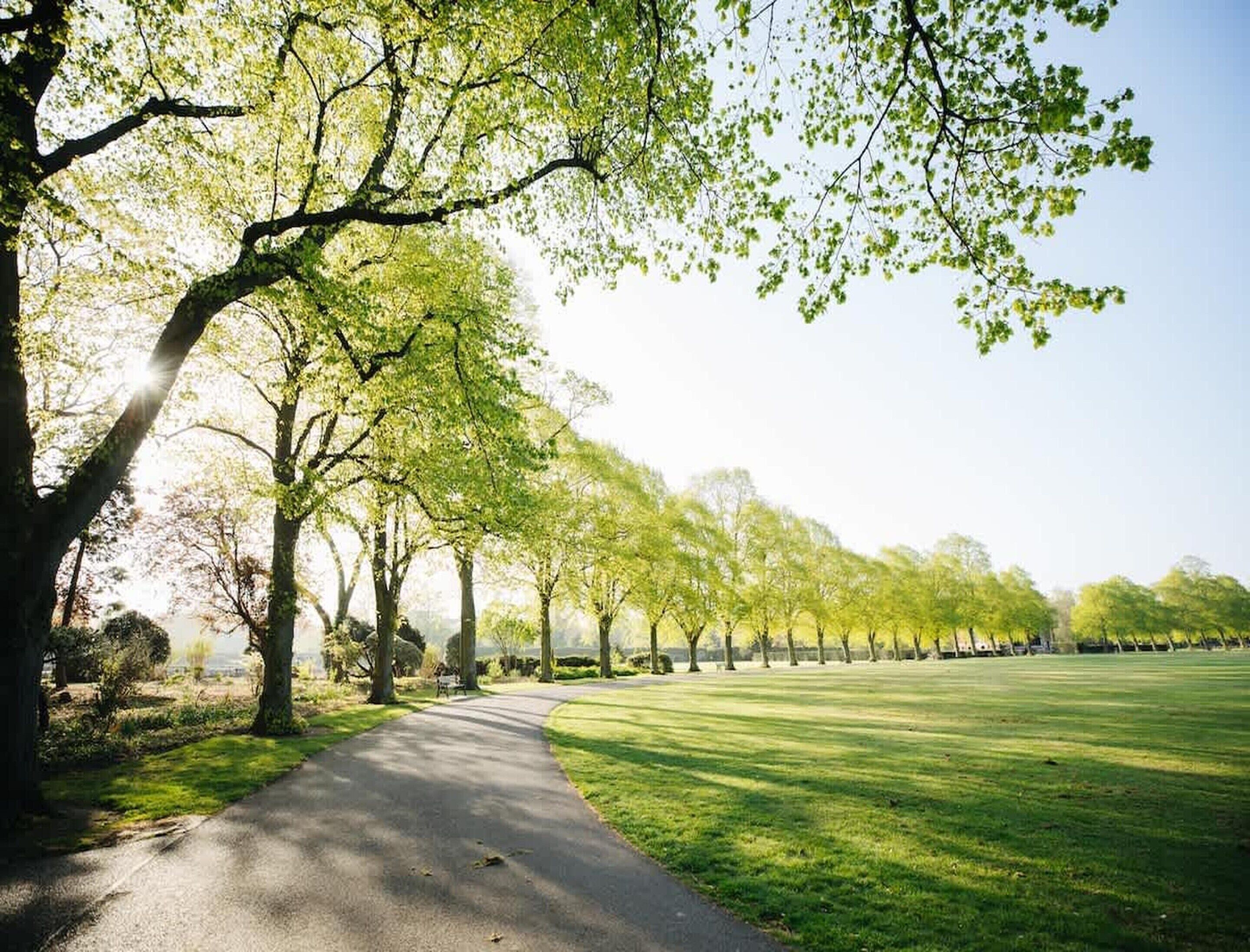 A tree-lined pathway in a park.