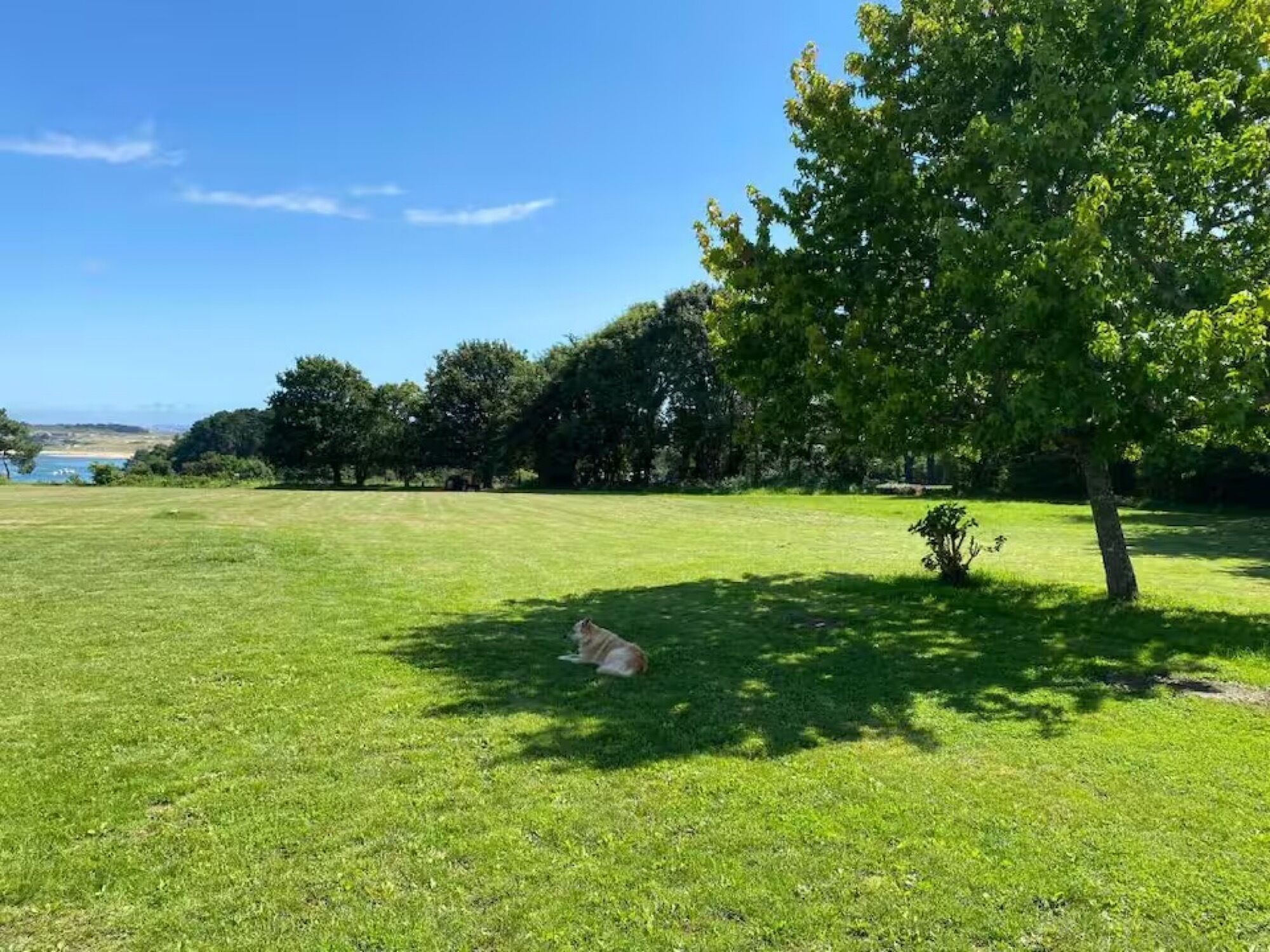 En gräsklädd åker med ett träd och en hund.