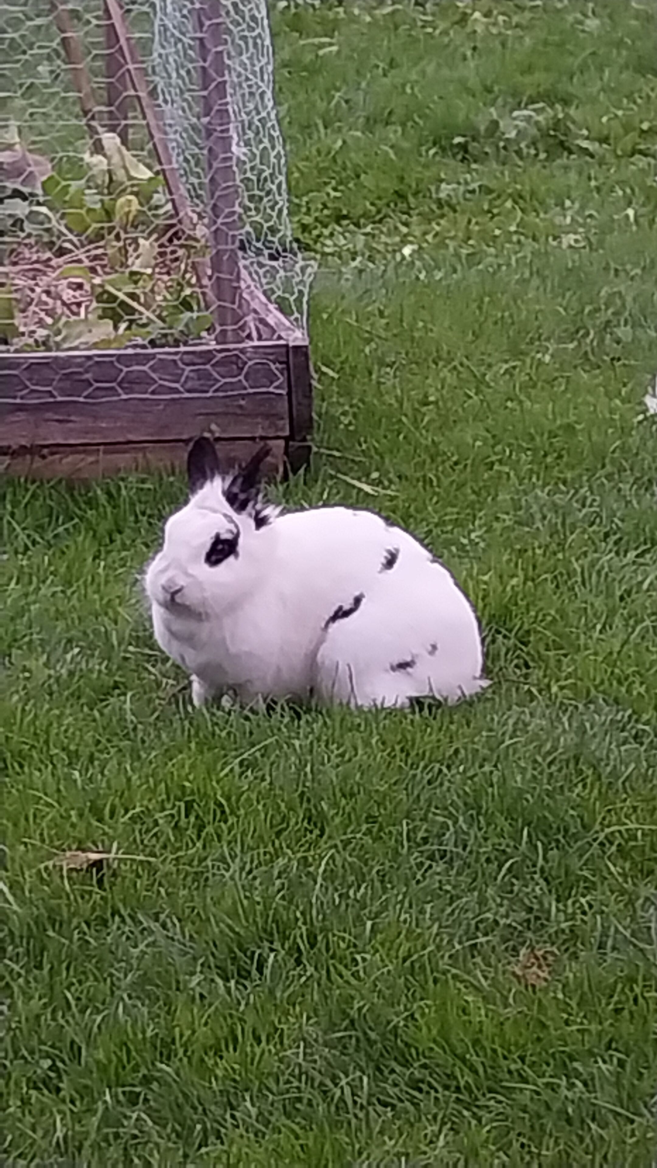 A white rabbit sitting on grass near a wire fence.