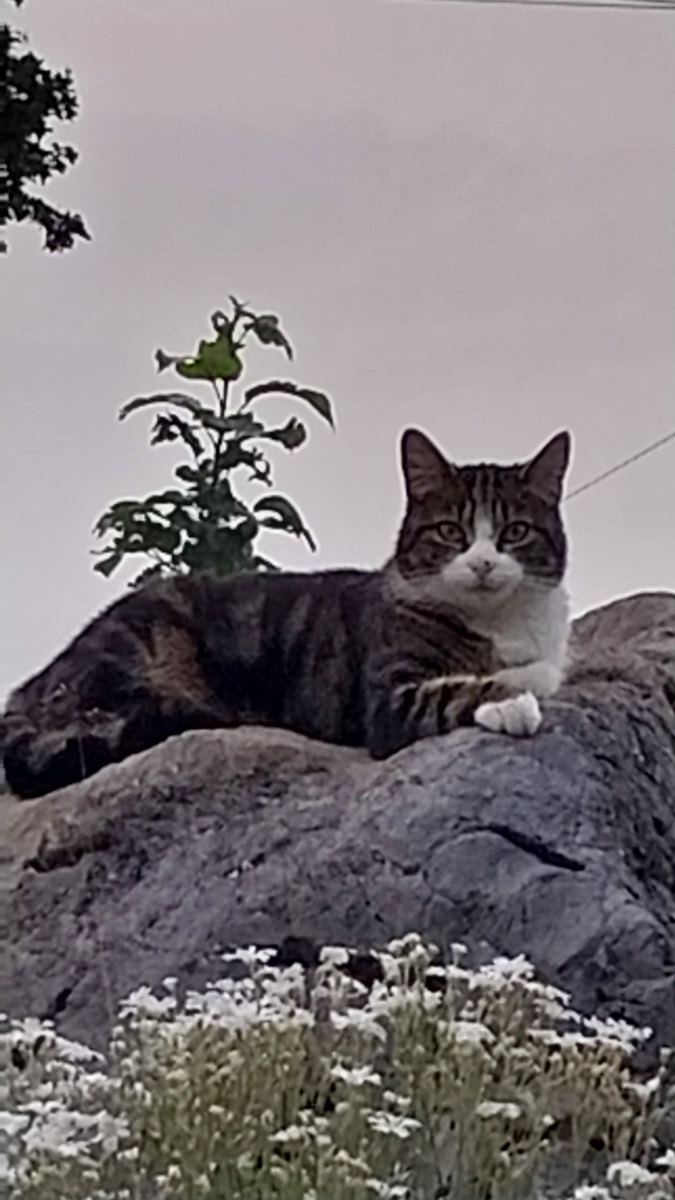 Un gatto sdraiato su una roccia con una pianta nelle vicinanze.
