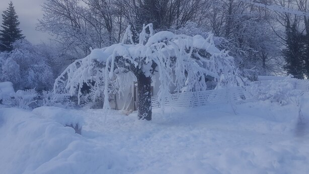 Een sneeuwtapijt met een houten bankje en een boom.