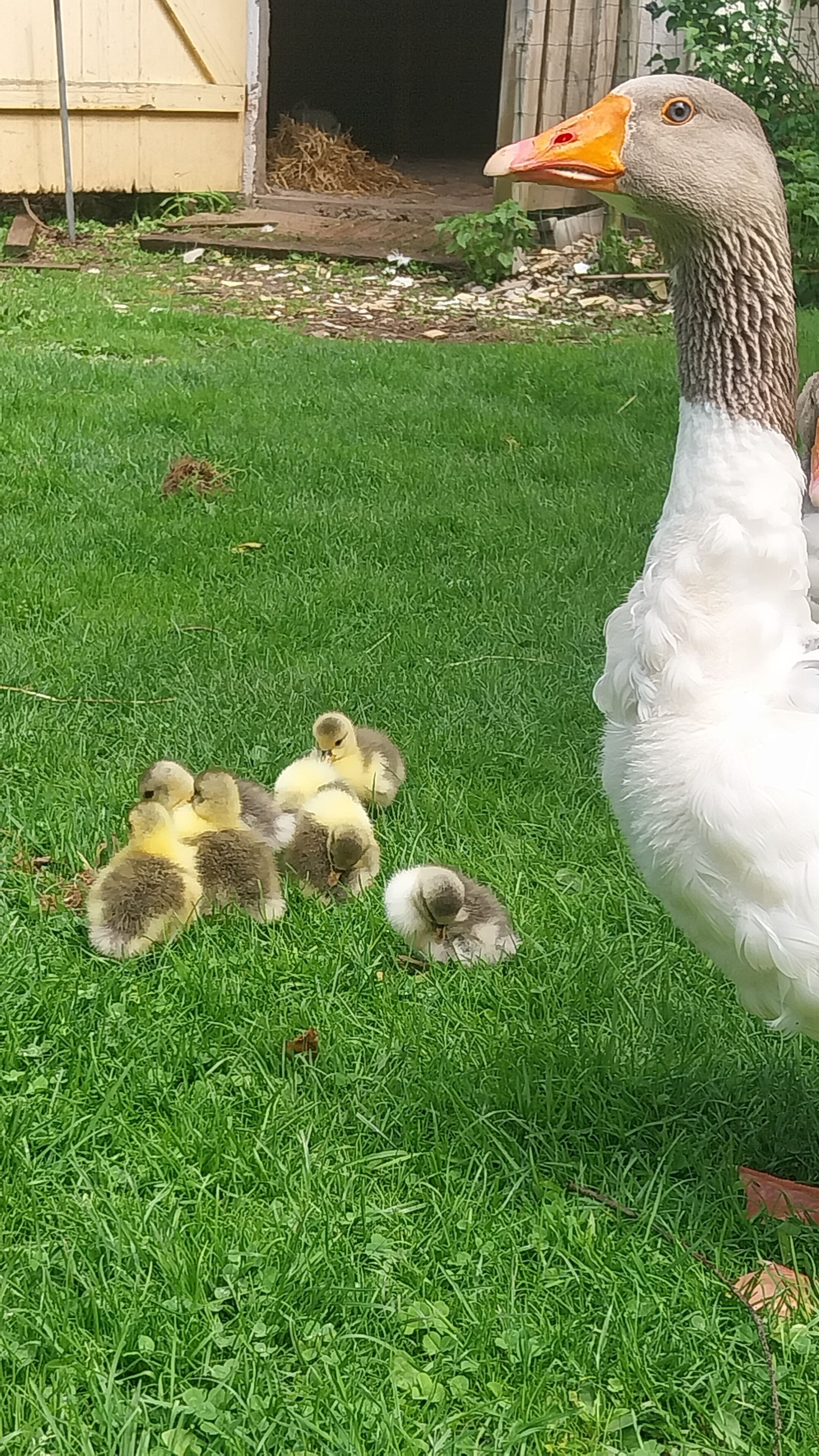 Un'oca con i suoi piccoli in un prato.