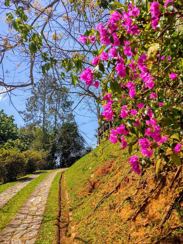 Un sendero de piedra serpentea por un área exuberante con vibrantes flores rosadas y follaje verde.