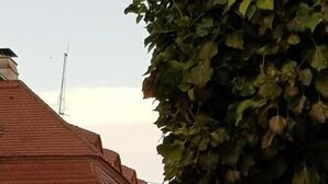 Una strada con edifici, un'auto e un albero.