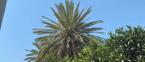 Standard Studio Suite, Garden View | Property grounds