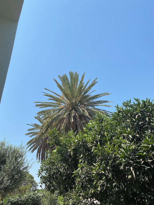 Standard Studio Suite, Garden View | Property grounds - Résidence Carmela (La Soukra)