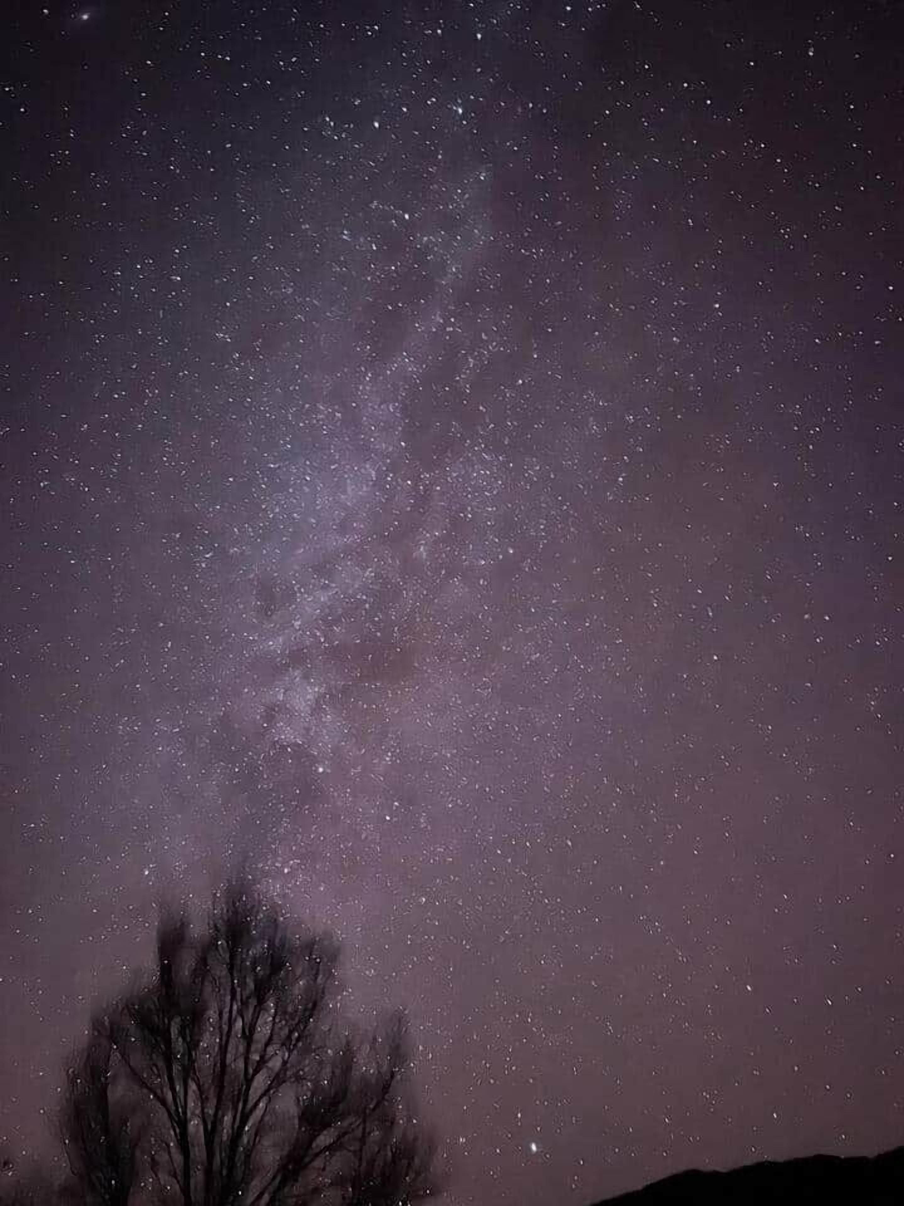 A night sky with stars and a silhouette of a tree.
