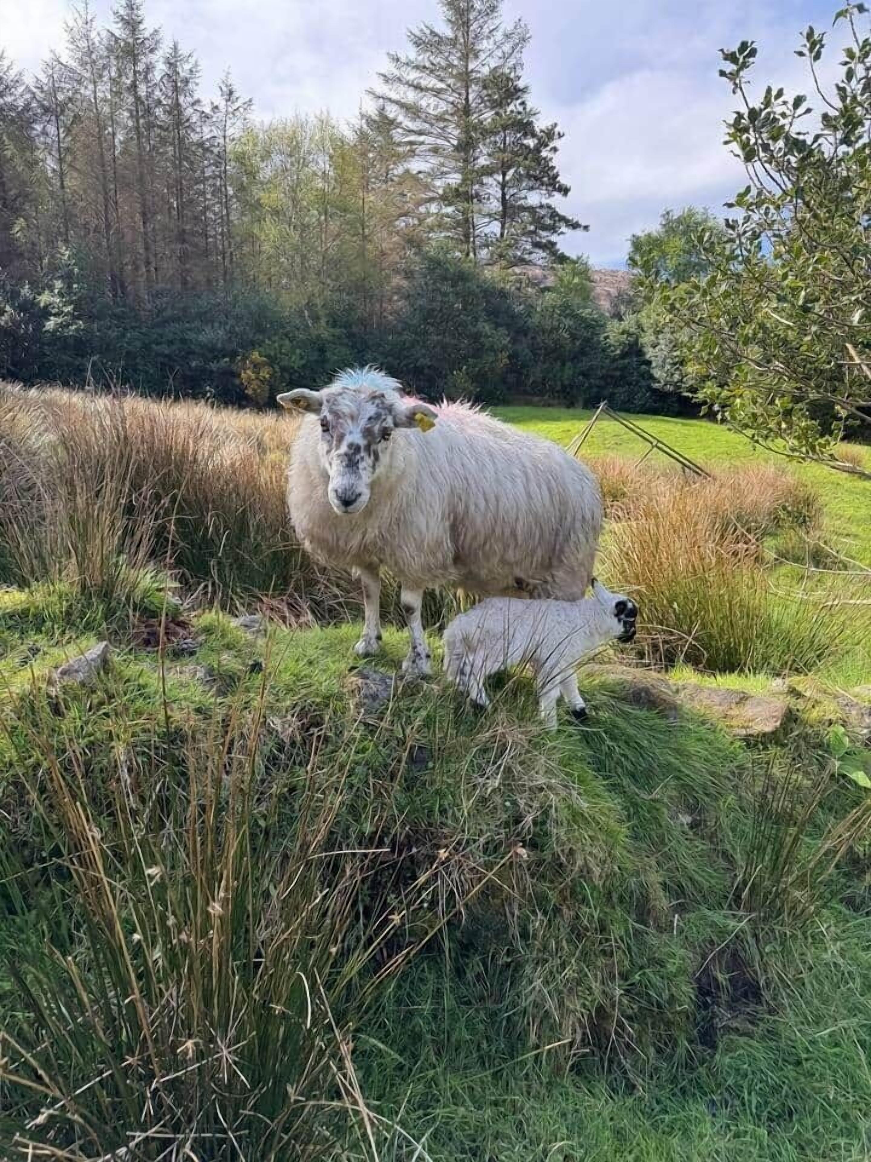 A grassy field with a sheep and its lamb.