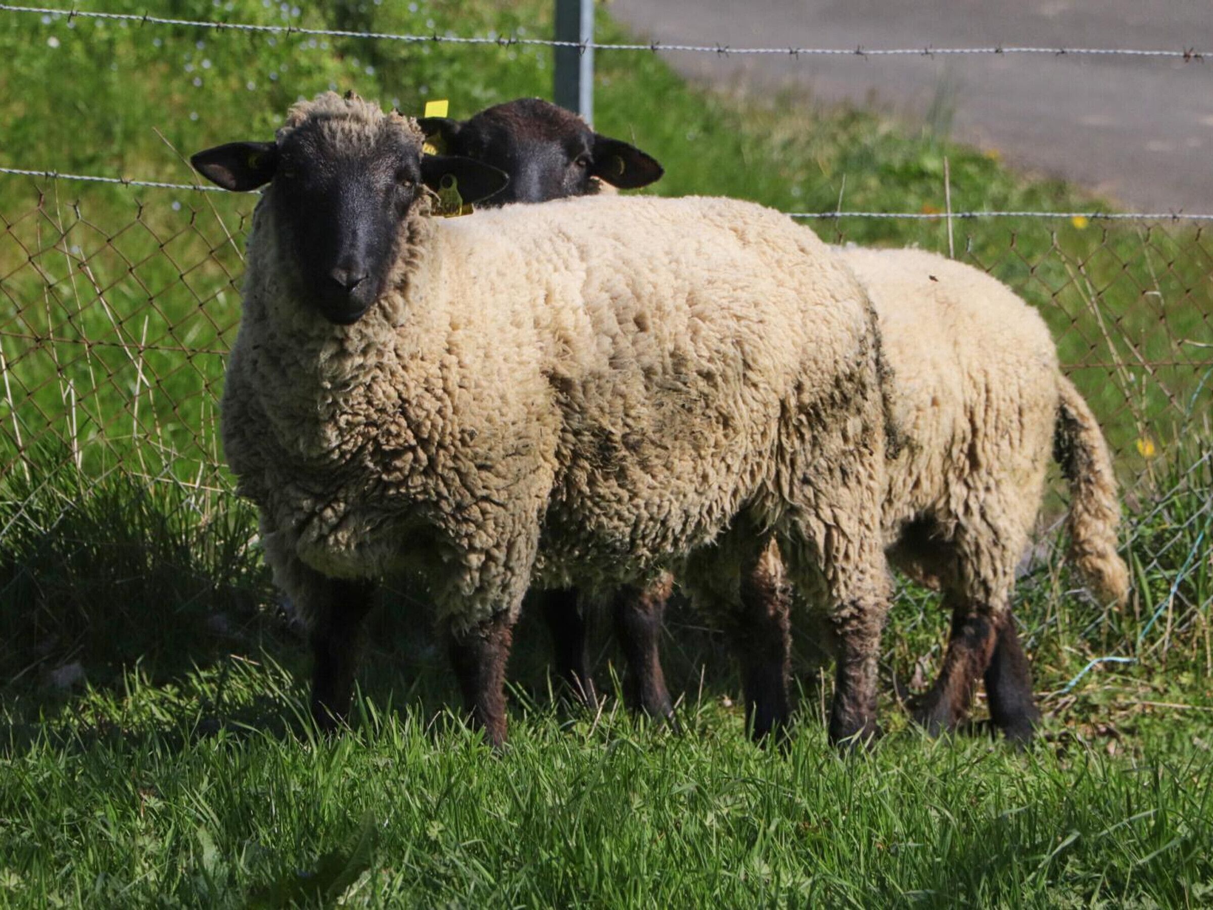 Zwei Schafe stehen auf einer Wiese mit einem Drahtzaun im Hintergrund.