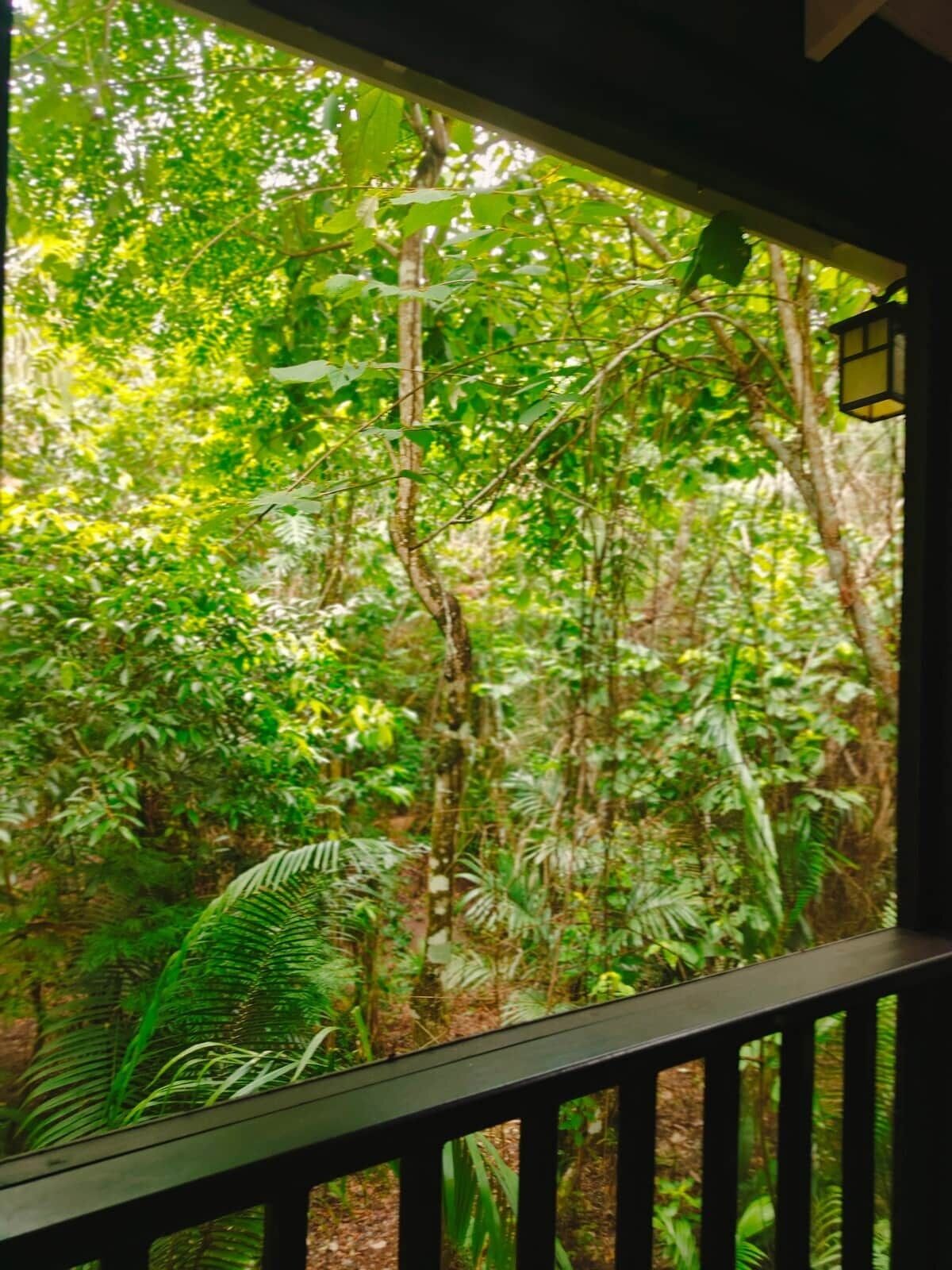 A view through a window with a black frame, looking at a dense forest with various trees and foliage.