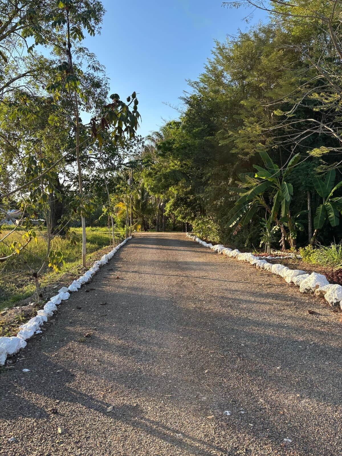 Un chemin pavé bordé de végétation et d’une bordure blanche.