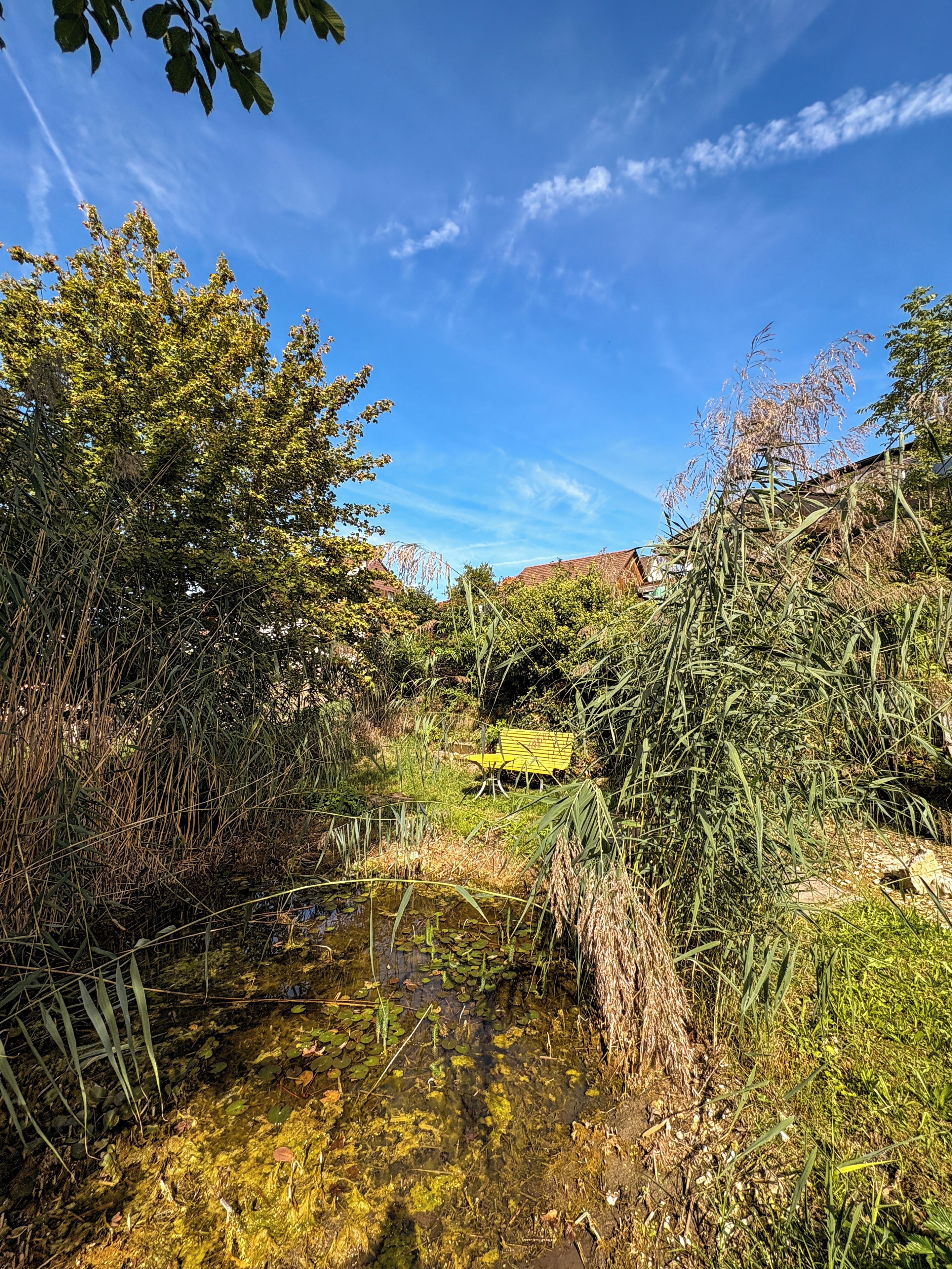 Un paysage naturel avec un petit étang, une végétation luxuriante et un banc.