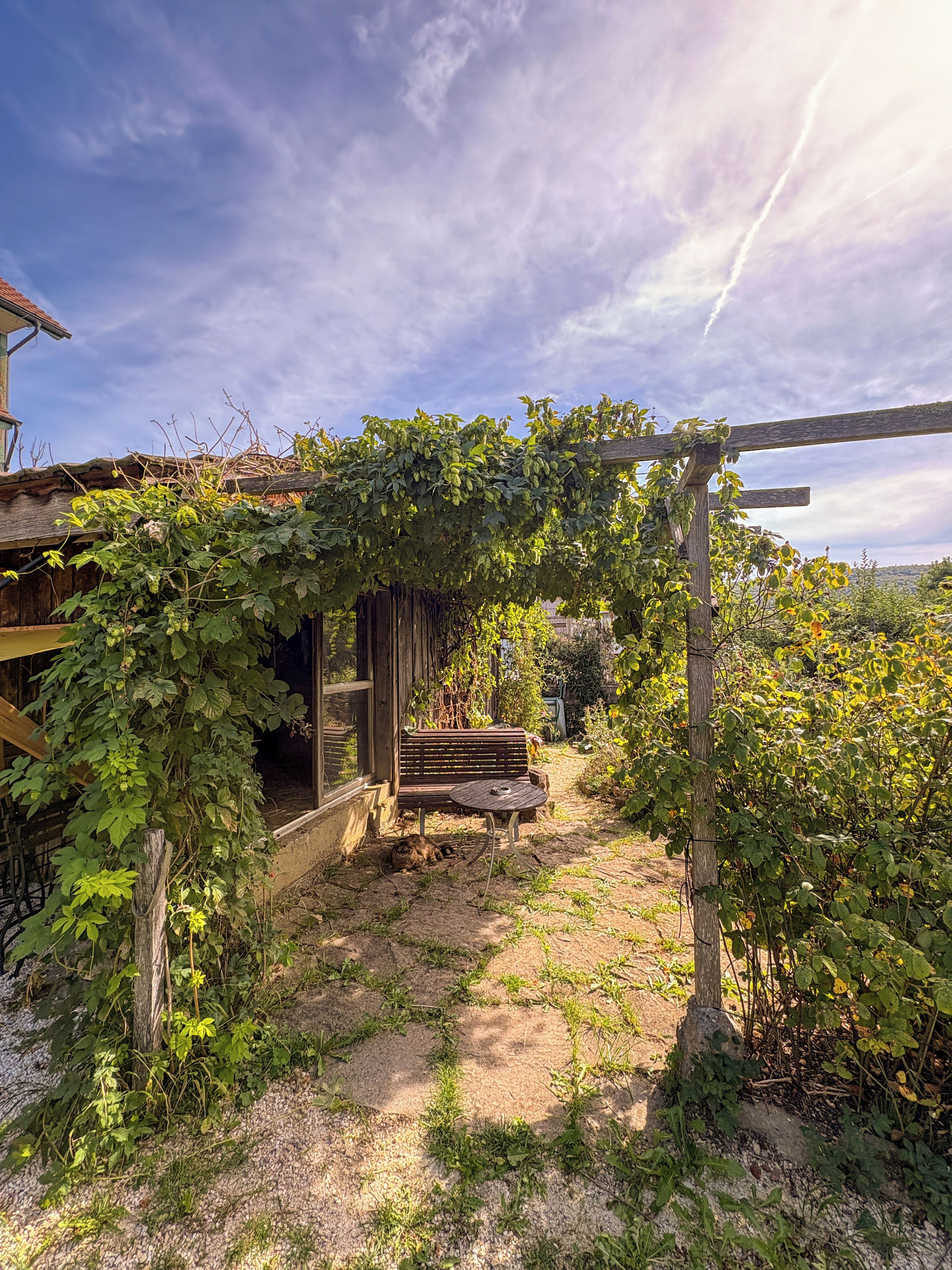 A rustic outdoor seating area with a wooden bench and table, surrounded by lush greenery and a pergola covered in vines.