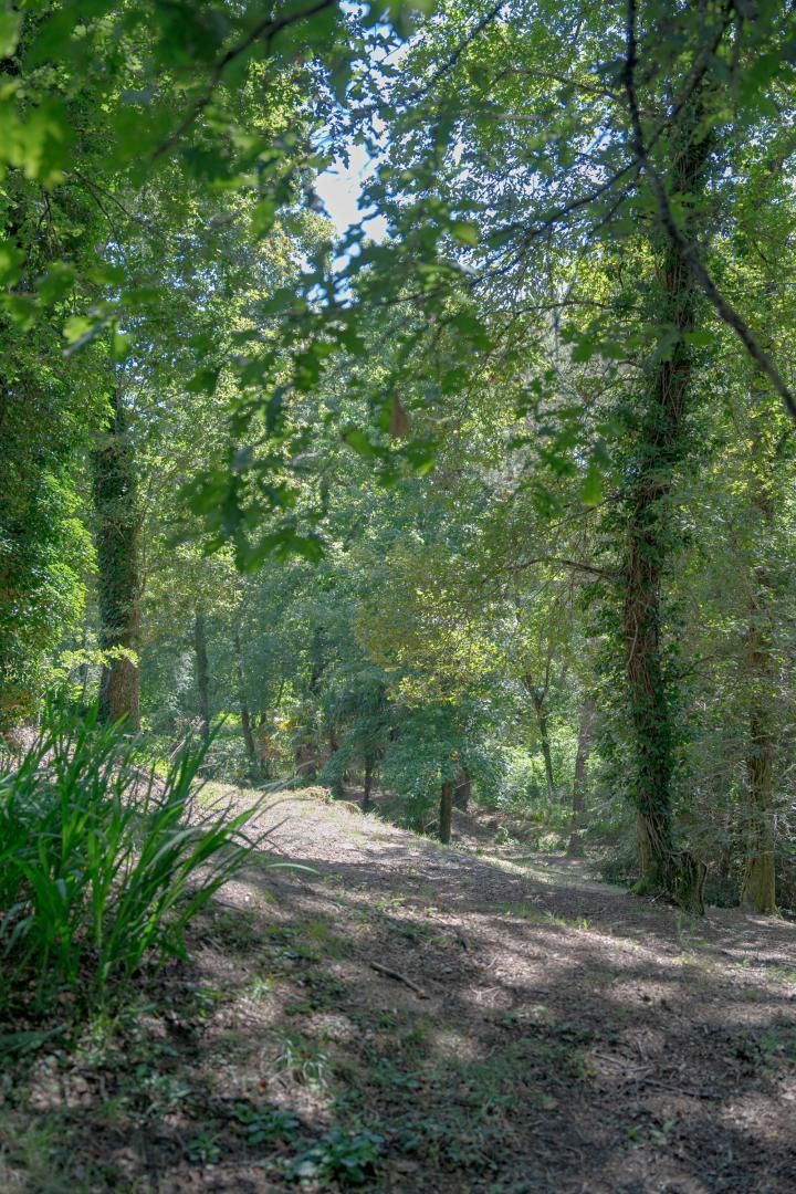 A forested path with trees and underbrush.