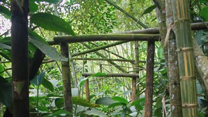 A bamboo bridge in a dense forest.