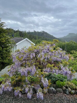 A house with a garden featuring purple wisteria vines and a gravel path.