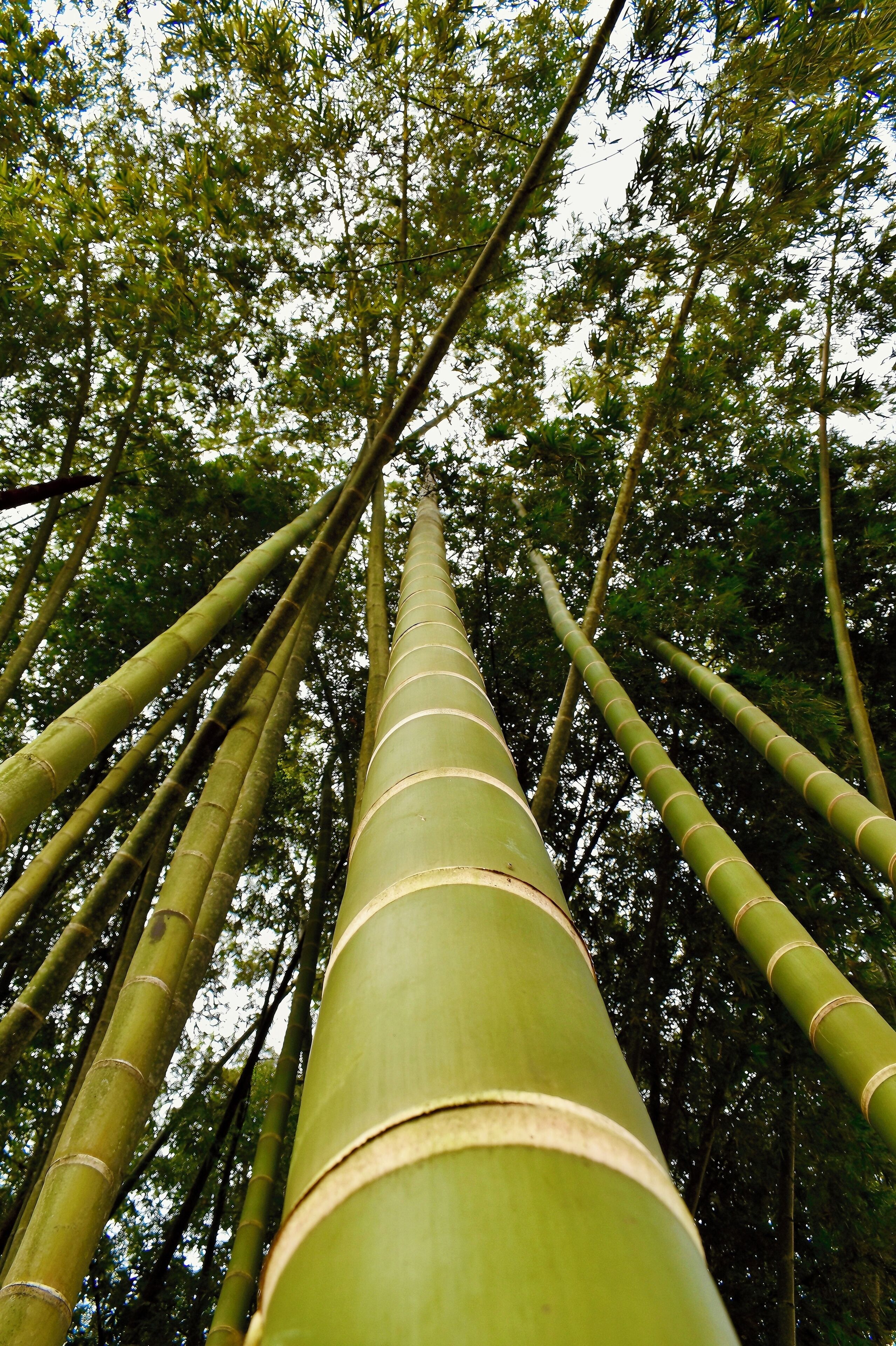 A tall bamboo structure in a forest.