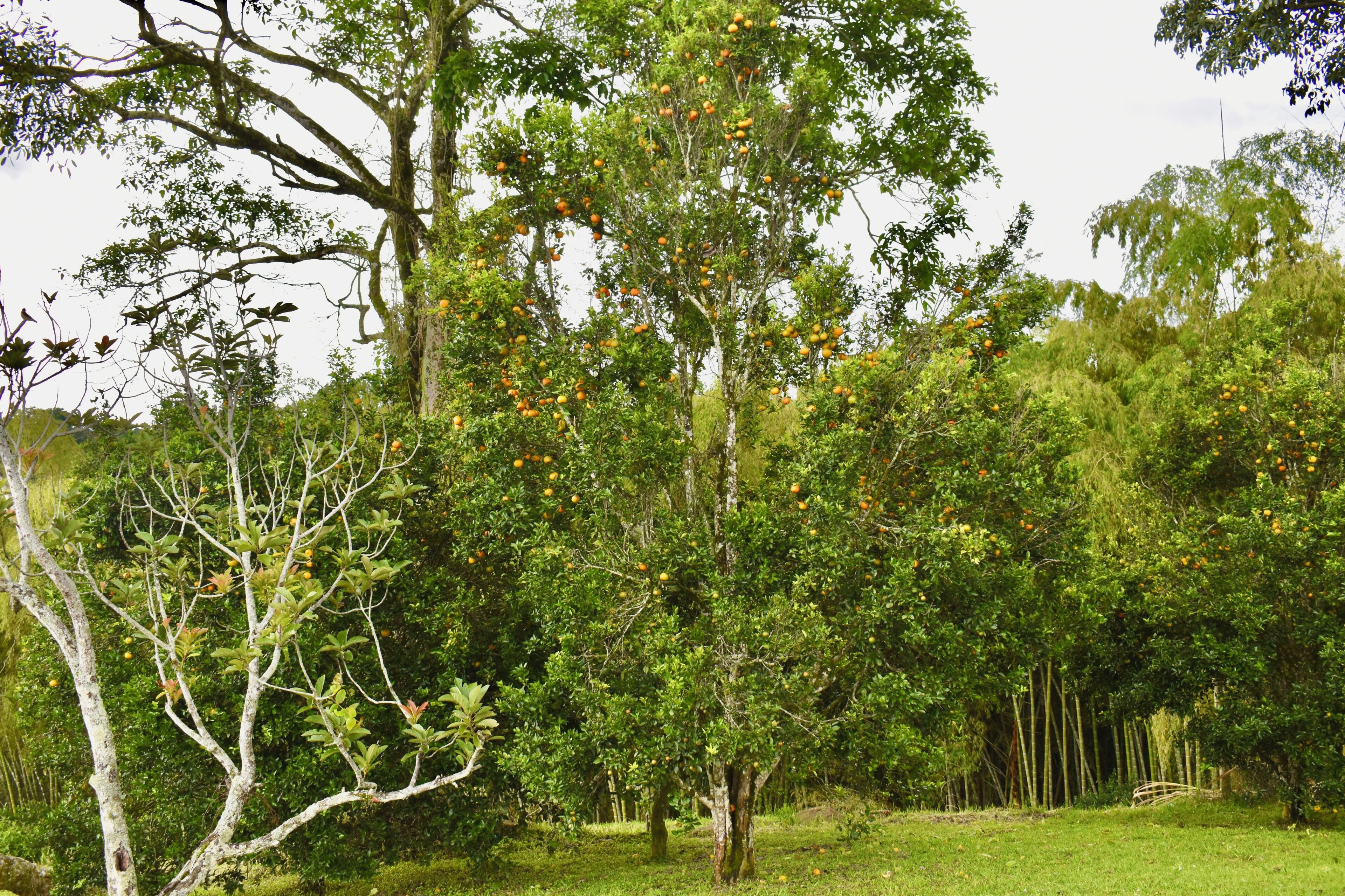 A natural landscape with trees and greenery.