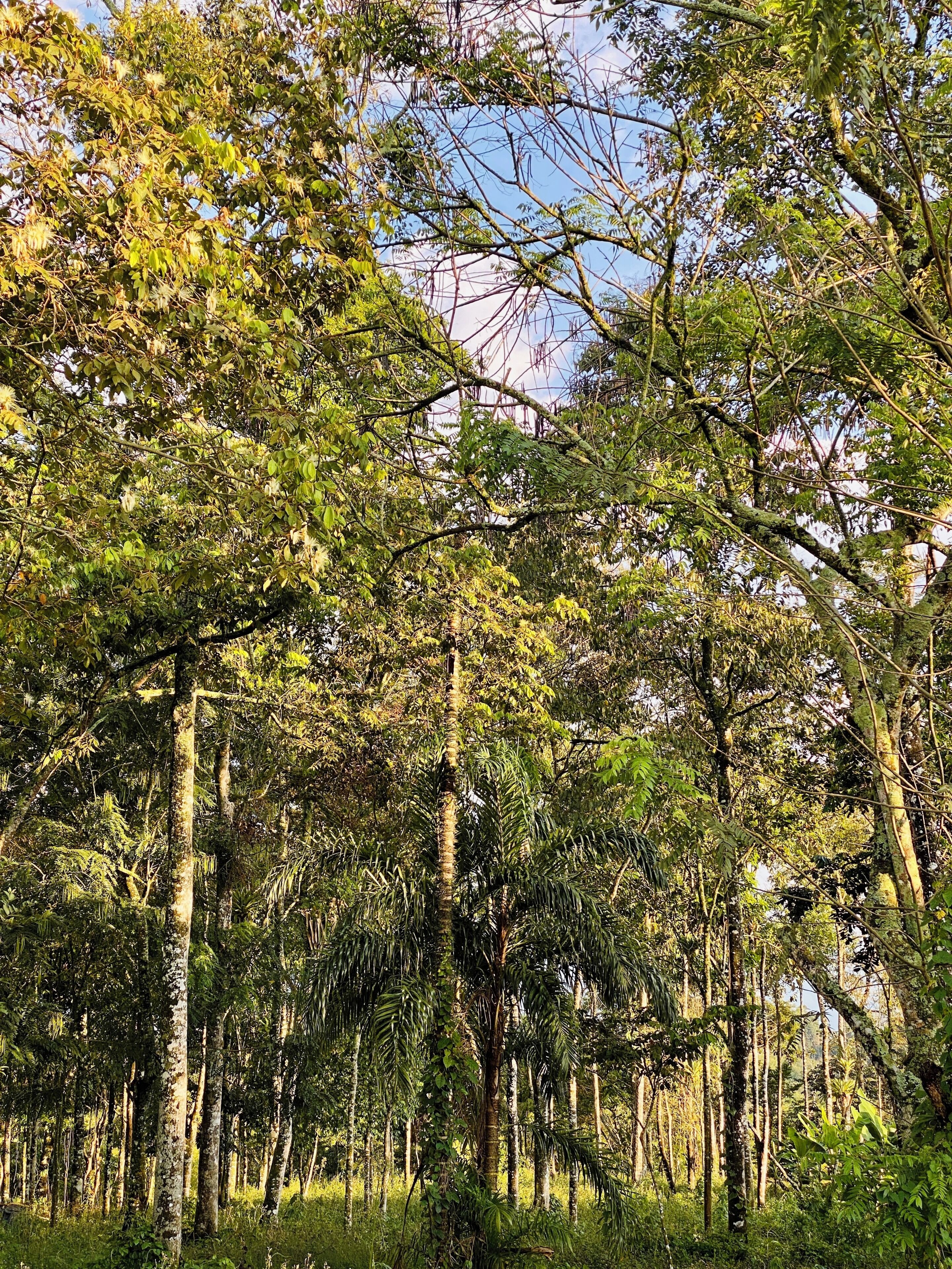 A dense forest with tall trees and thick underbrush.