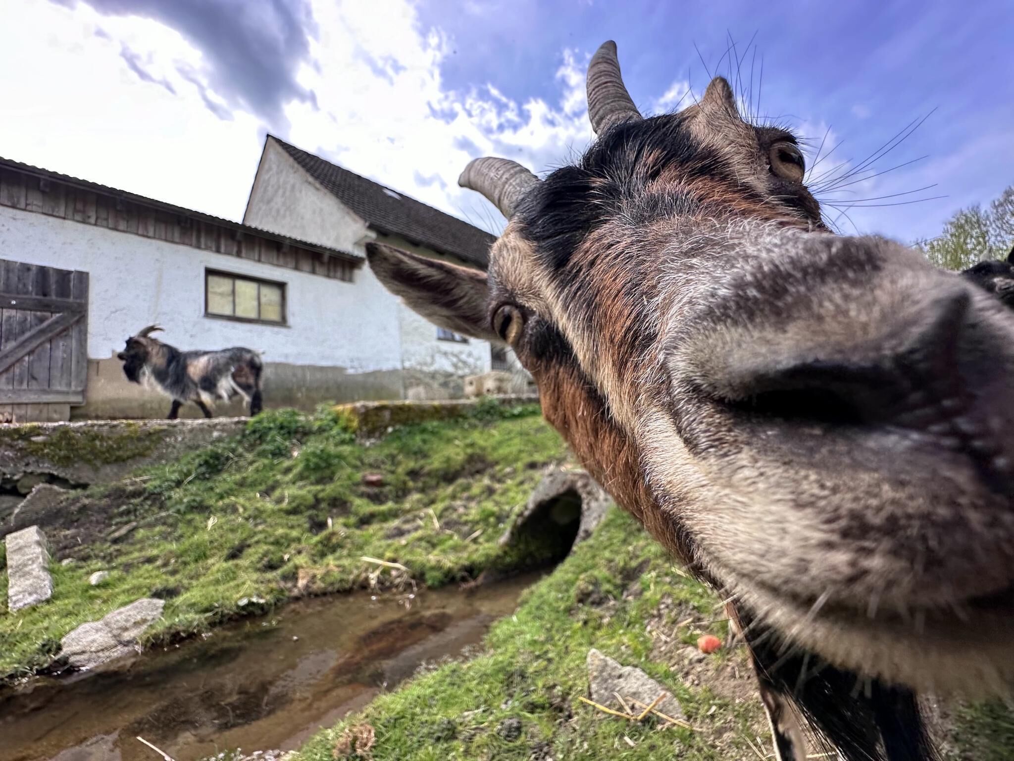 A close-up of a giraffe's face with a building and a stream in the background.
