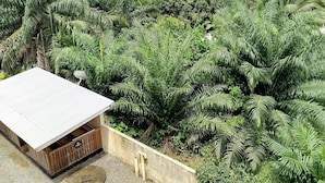 A residential area with a house surrounded by dense tropical vegetation and a satellite dish.
