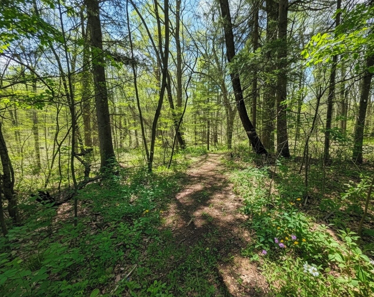 A forest path surrounded by trees and greenery.