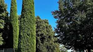 Un jardín bien cuidado con un sendero de grava, setos recortados y una variedad de árboles.