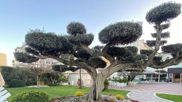 Ein gepflegter Garten mit einem markanten Formschnittbaum, umgeben von einer Vielfalt bunter Blumen und ordentlich geschnittenen Hecken.