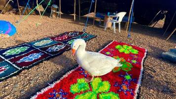 Classic House, Garden View | Property grounds