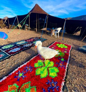 Classic-Haus, Gartenblick | Unterkunftsgelände