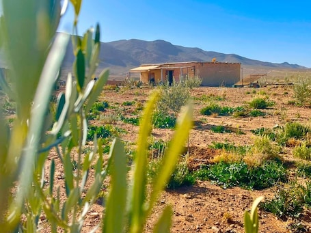 Exterior. Olecactus