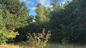 A natural landscape with a small tree in the foreground, dense foliage in the background, and a clear blue sky.