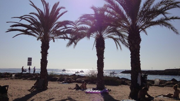 A beach with palm trees, a clear sky, and the ocean in the background.