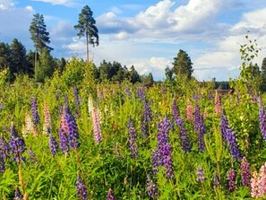 A field of purple lupine flowers with tall trees in the background. - 5 Star Holiday Home in Solleron (Sollerön)