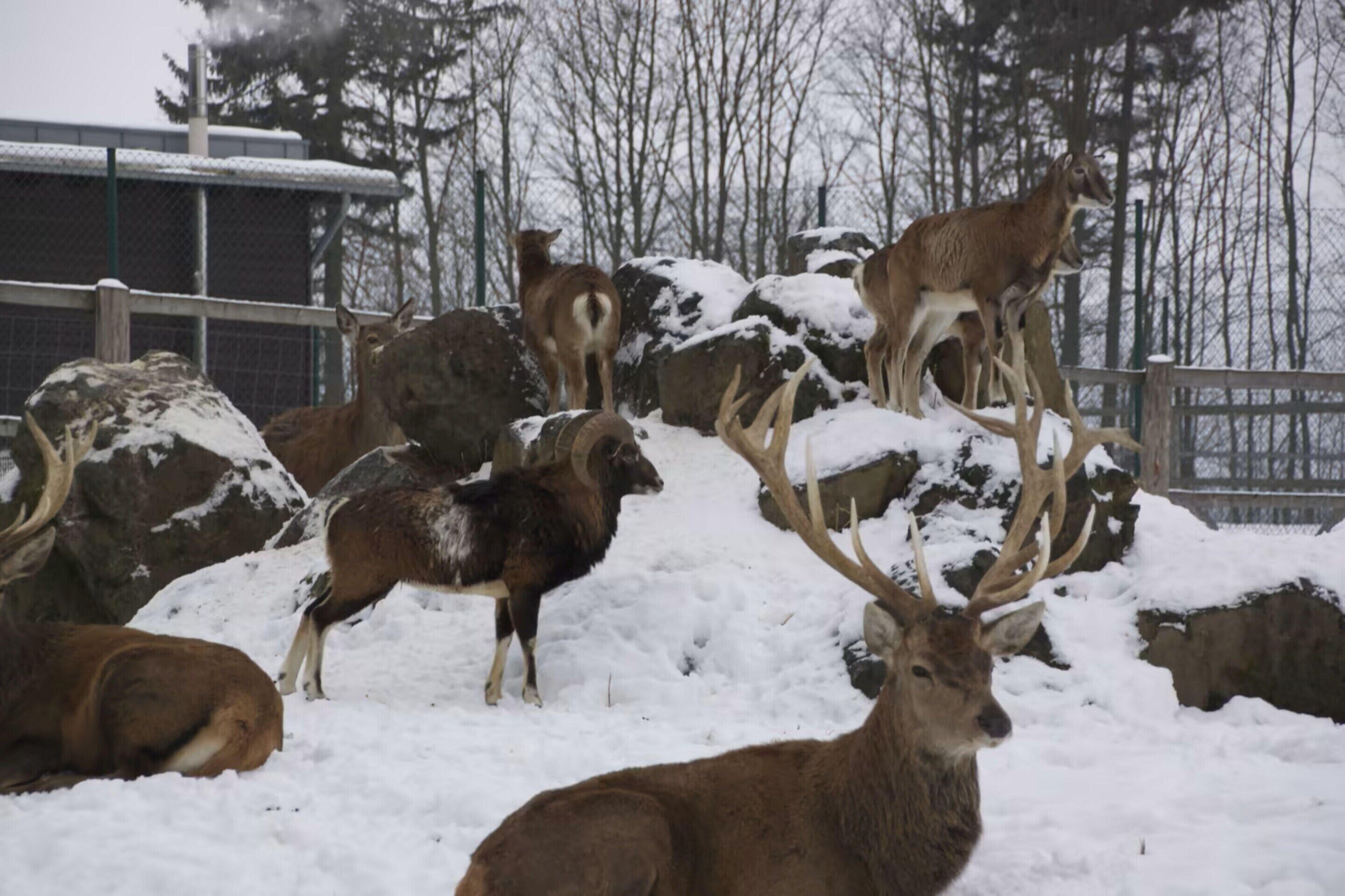 Un gruppo di cervi con corna in un recinto innevato.