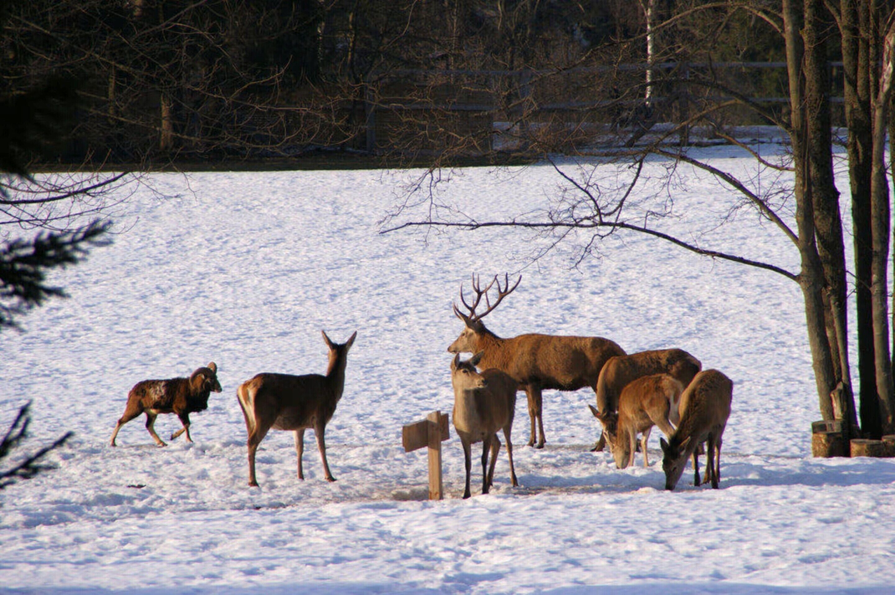Un groupe de cerfs dans un champ enneigé, avec des arbres en arrière-plan.