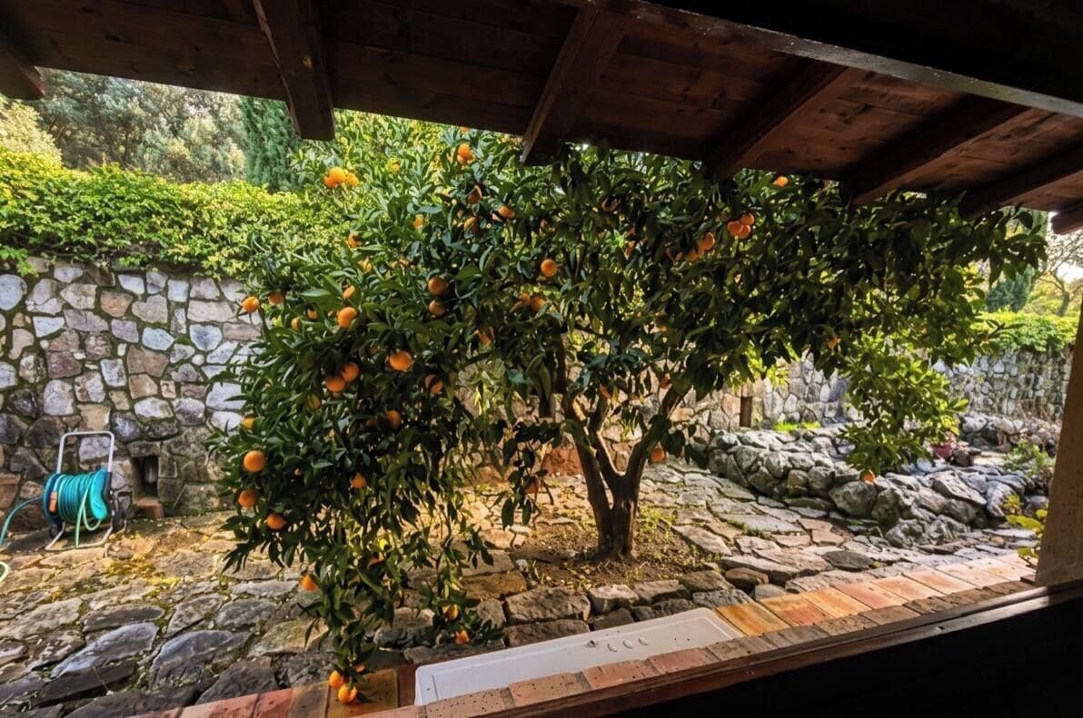 A stone wall, a tree with oranges, and a wooden structure.